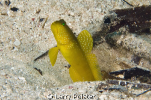 Banded Shrimp Goby in full color by Larry Polster 